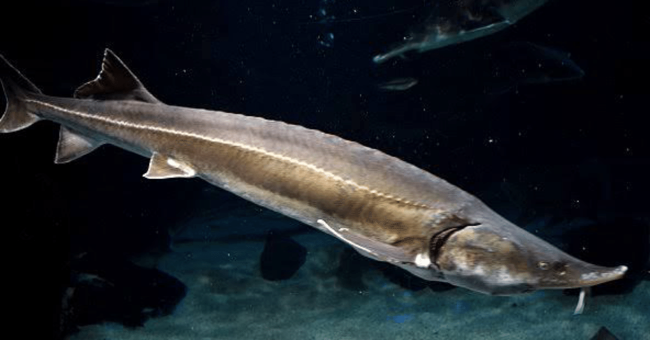 シロチョウザメ の新着タグ記事一覧 Note つくる つながる とどける シロチョウザメ の新着タグ記事一覧 Note つくる つながる とどける