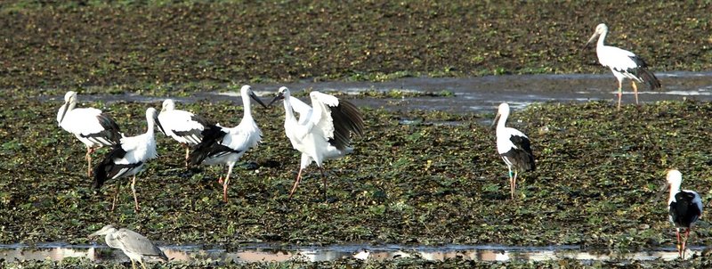 コウノトリ201001撮影笠原