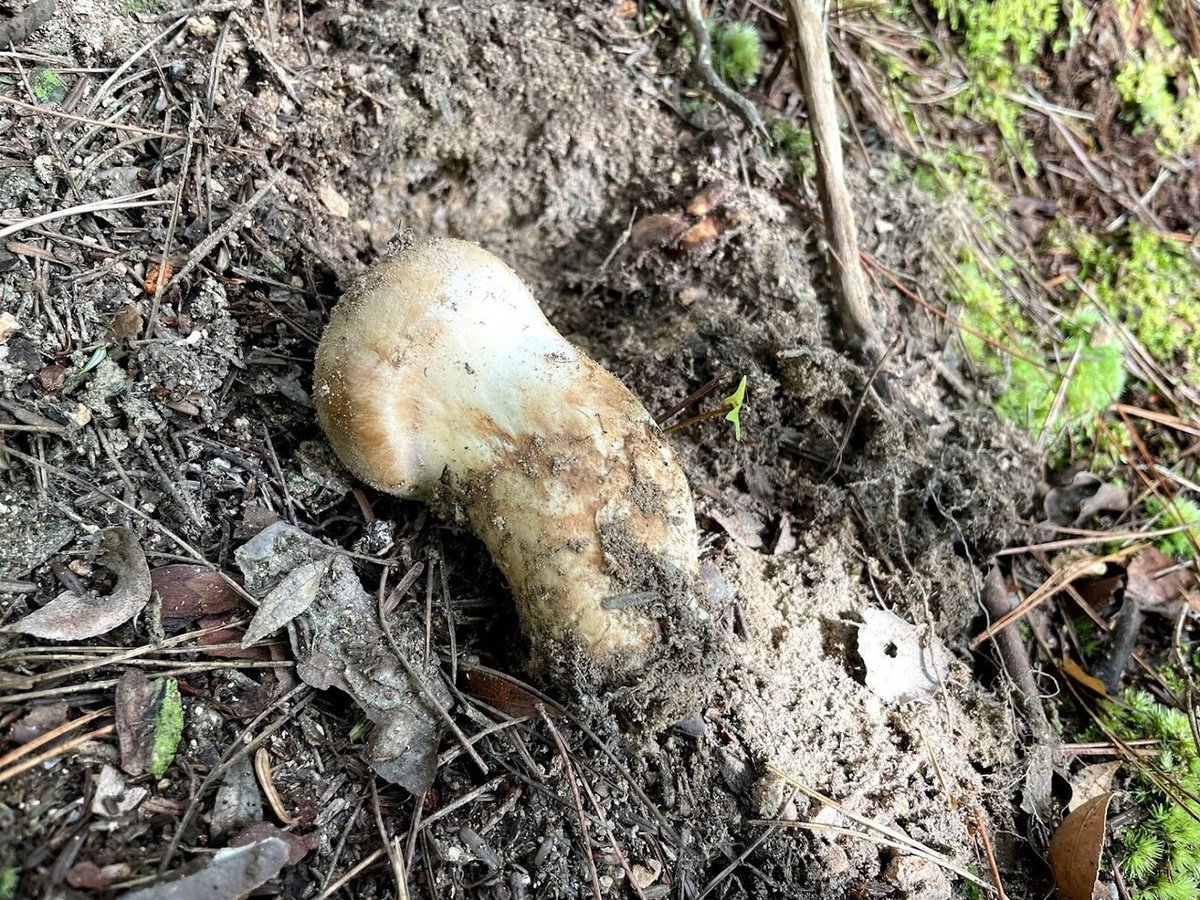 空海も食べた！？（かもしれない）高野松茸～まつたけ狩りでわかる温暖  