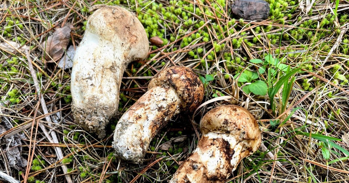 空海も食べた！？（かもしれない）高野松茸～まつたけ狩りでわかる温暖  