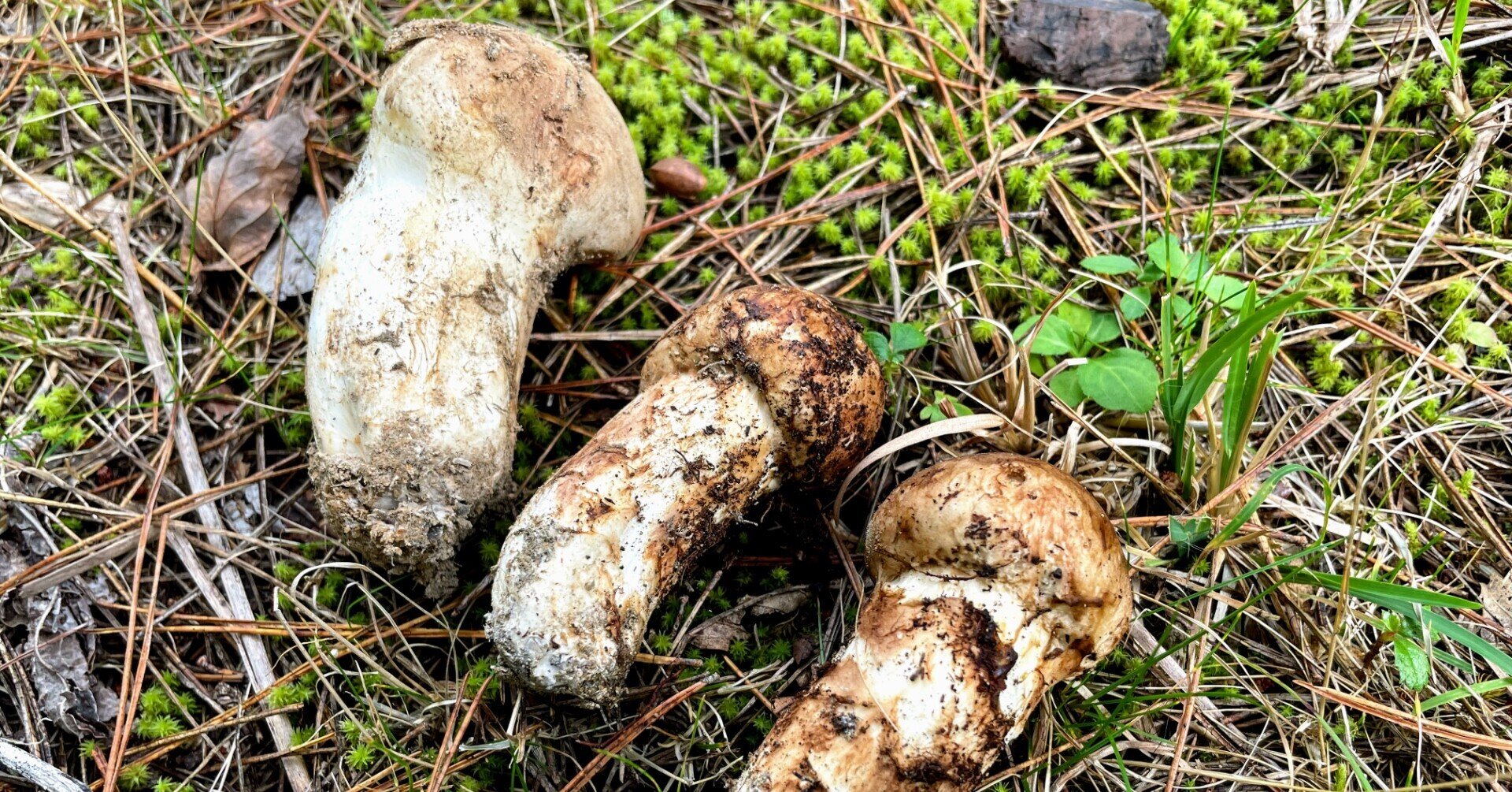 空海も食べた かもしれない 高野松茸 まつたけ 狩りでわかる温暖化の影響 動画あり 高野山法徳堂 空海と高野山の魅力を独自の視点で伝えています Note 空海も食べた かもしれない 高野松茸 まつたけ 狩りでわかる温暖化の影響 動画あり 高野山法徳堂 空海と高野山の魅力を独自の視点で伝えています Note
