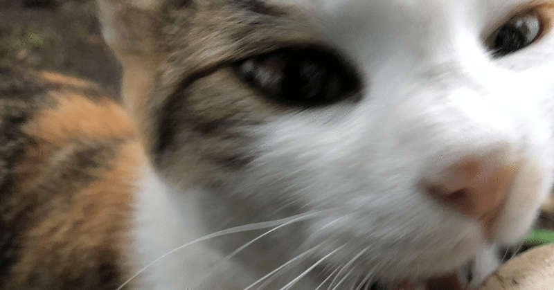 多頭飼育崩壊 の新着タグ記事一覧 Note つくる つながる とどける 多頭飼育崩壊 の新着タグ記事一覧 Note つくる つながる とどける