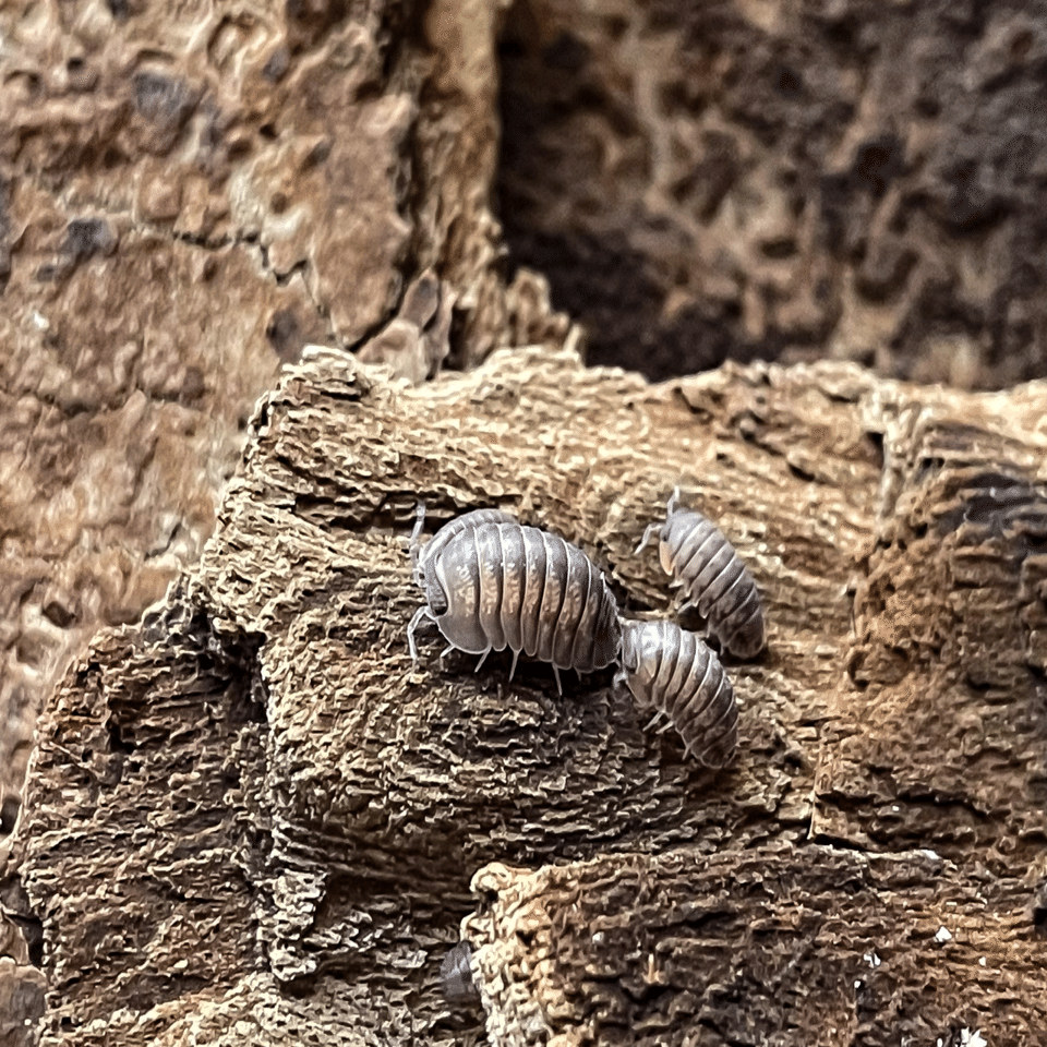 ダンゴムシの奥深さ｜MOTO