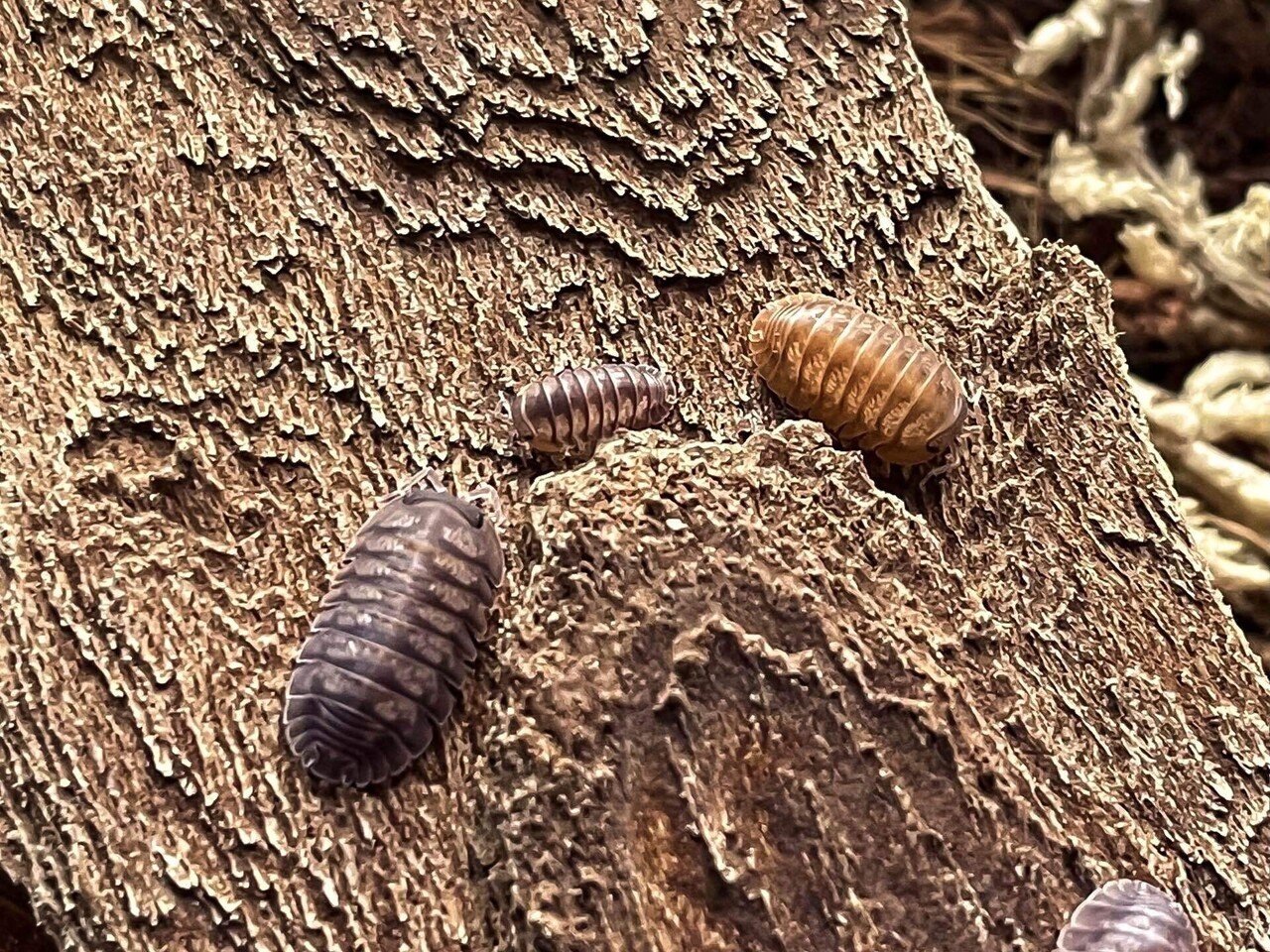 ダンゴムシの奥深さ｜MOTO