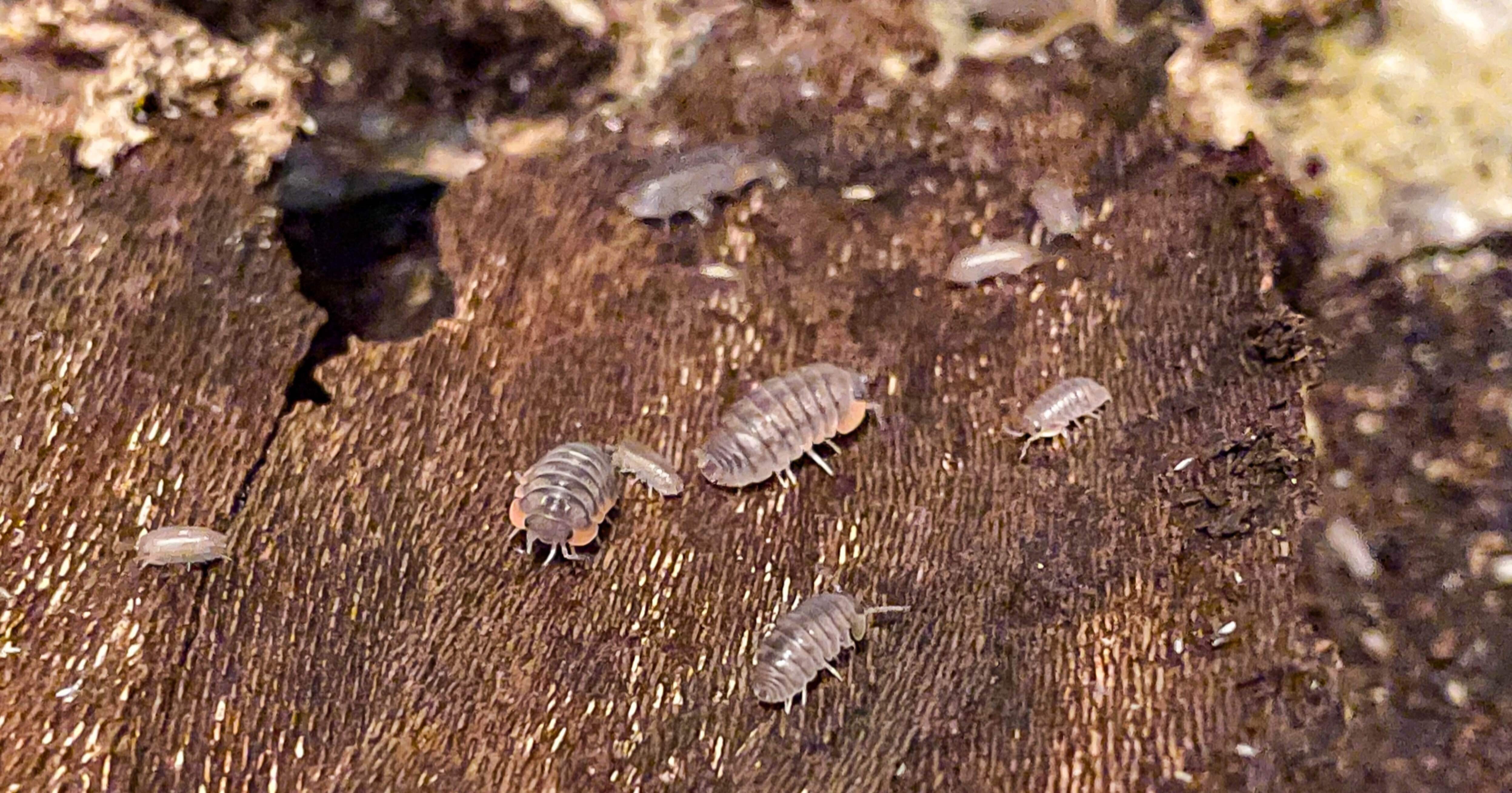 ダンゴムシの奥深さ｜MOTO