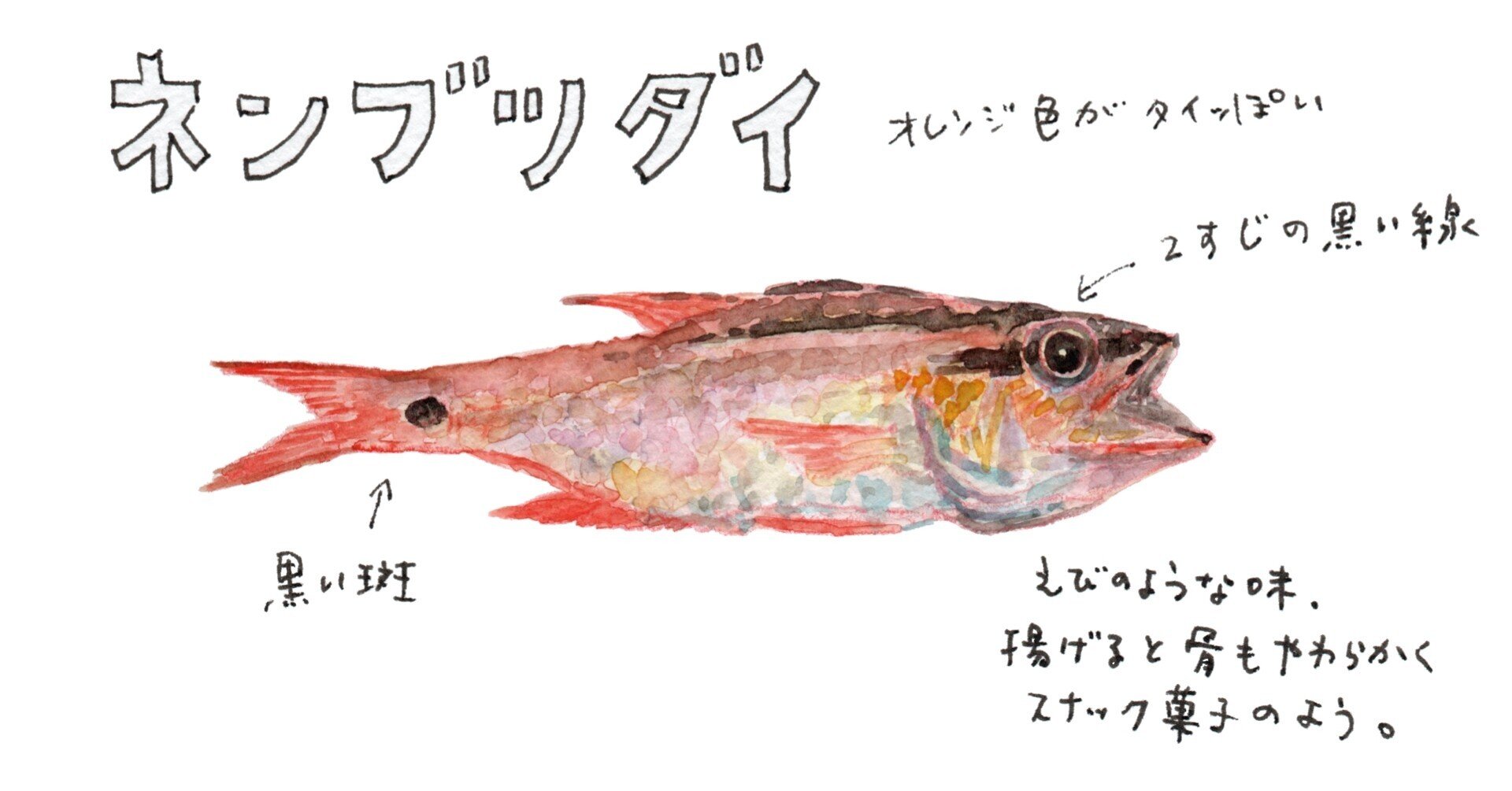 三浦半島釣り魚図鑑(1) ネンブツダイ|さんぽ絵ずし|note