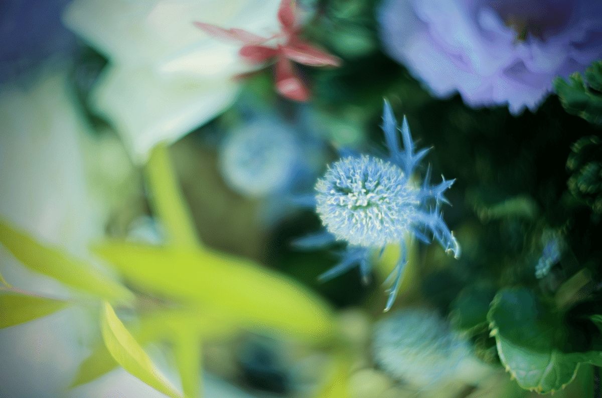 ライカマクロアダプターMで花を神秘的に撮影してみた【Leica ライカマクロアダプターMで花を神秘的に撮影してみた【Leica