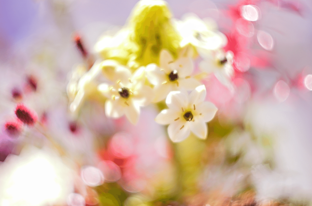 ライカマクロアダプターMで花を神秘的に撮影してみた【Leica ライカマクロアダプターMで花を神秘的に撮影してみた【Leica