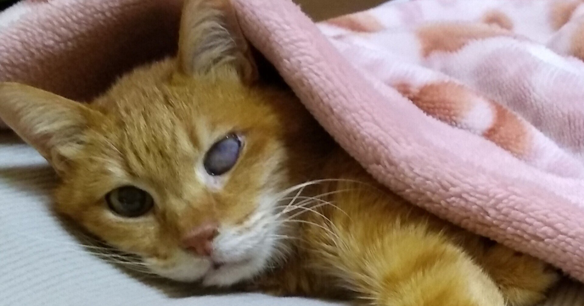 猫のてんかん発作と気管支拡張剤|ともえねこ|note