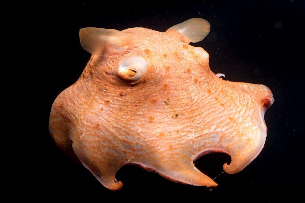 メンダコ Gelate ジェレイト Note メンダコ Gelate ジェレイト Note