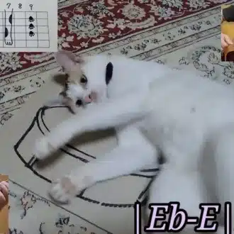 kkkoba