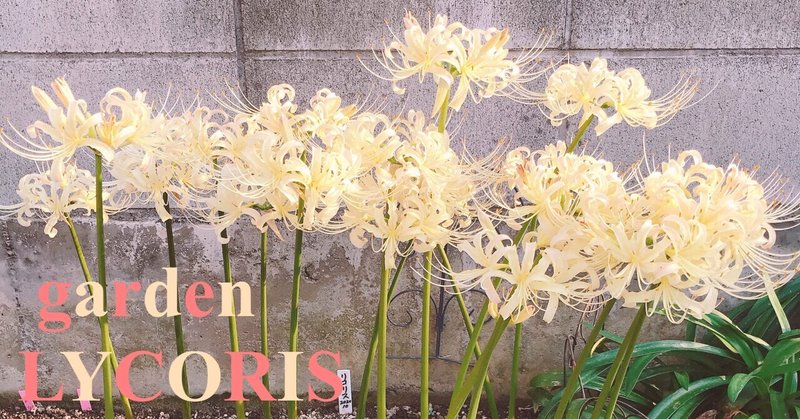 HEY YO！！ヘイギワ、カベギワ、大好き、ボーダーガーデン♪♪リコリス&ネリネ LYCORIS&NERINE 球根の植え方 border garden planting alongside the wall 