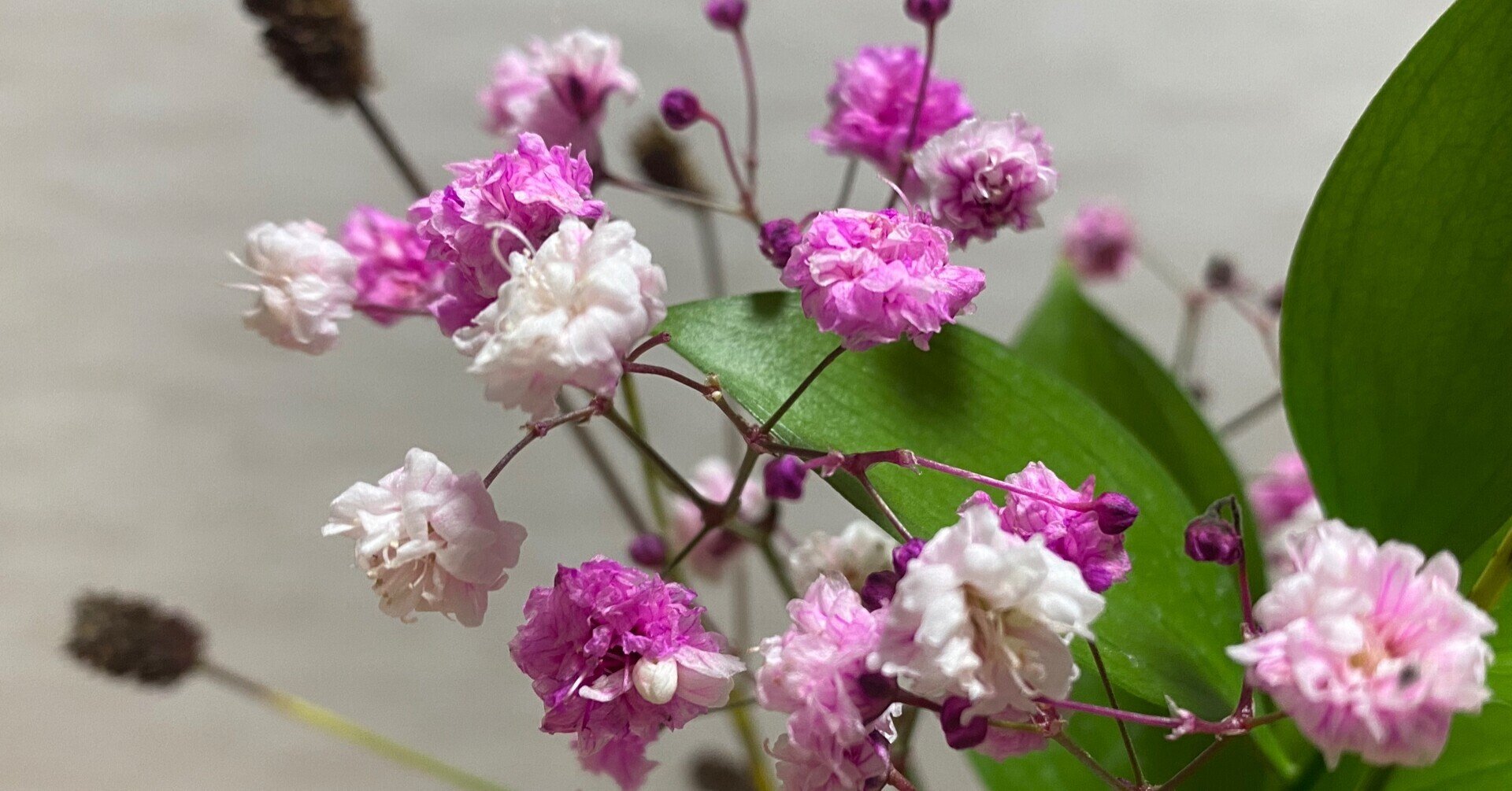 赤 紫 ピンクの綺麗なグラデーション Sanchi Note 赤 紫 ピンクの綺麗なグラデーション Sanchi Note