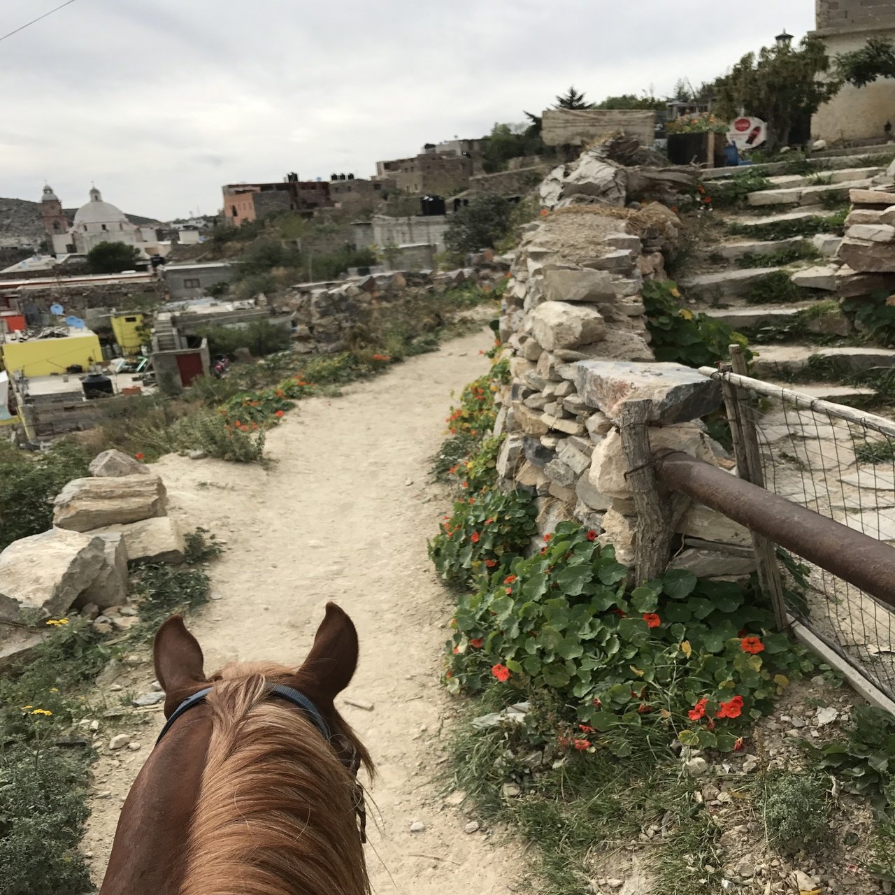 メキシコ駐在中にサンルイスポトシで得た情報など。｜ＷＩＬＤＲＯＡＤＲＵＮＮＥＲ