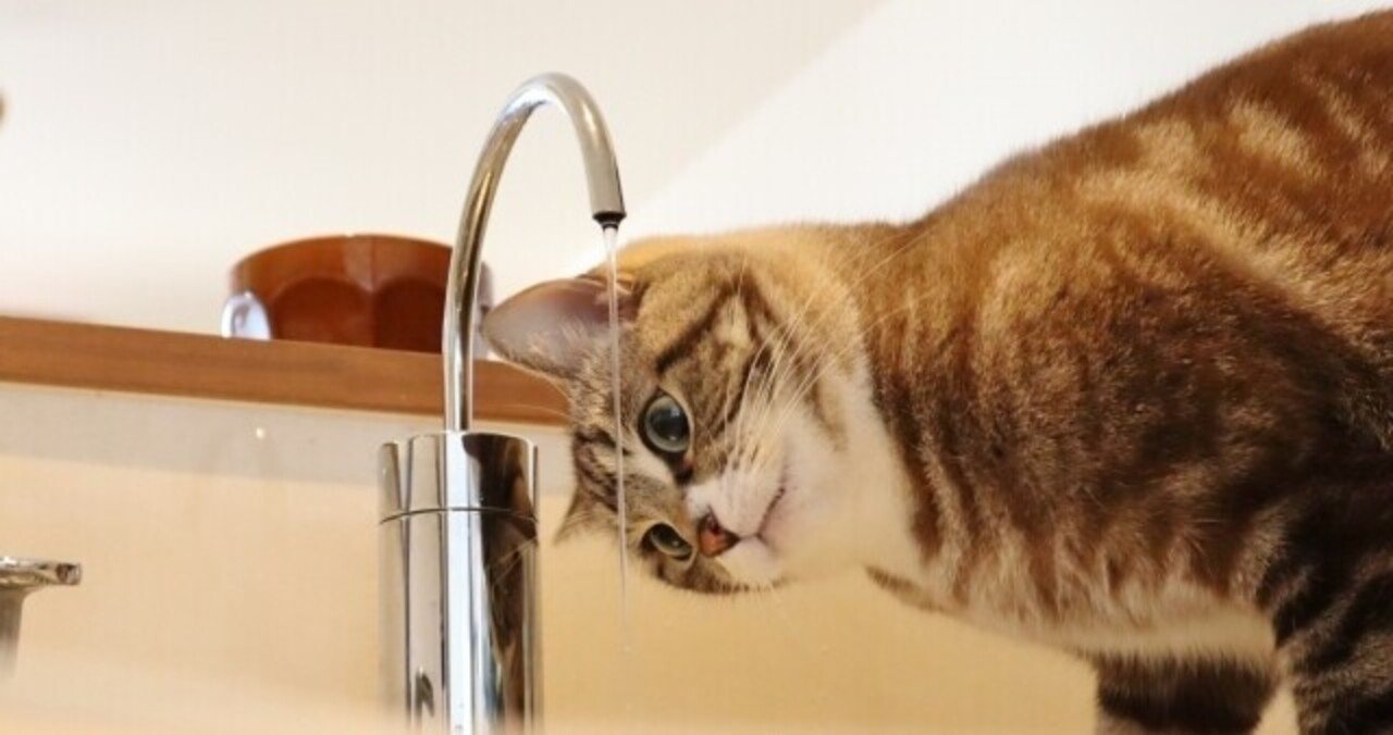 餌やり機に全力で体当たりをする猫の対策を教えてほしい悩み/ゆるふわ 