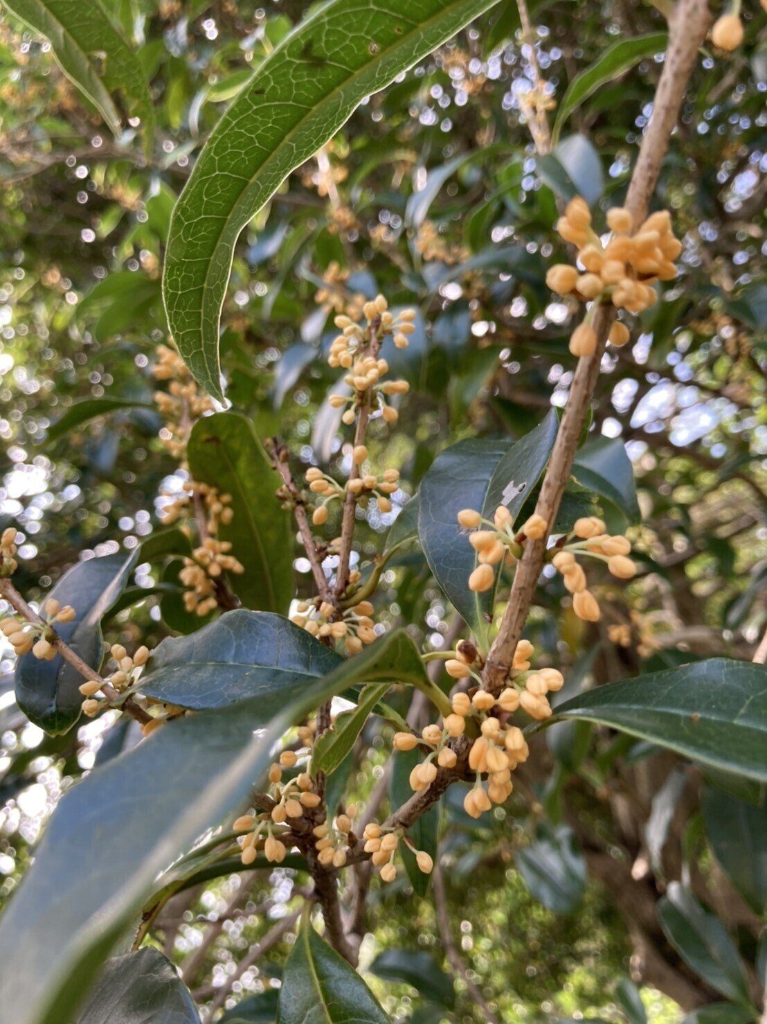 きのこと金木犀 Take たけ Note きのこと金木犀 Take たけ Note