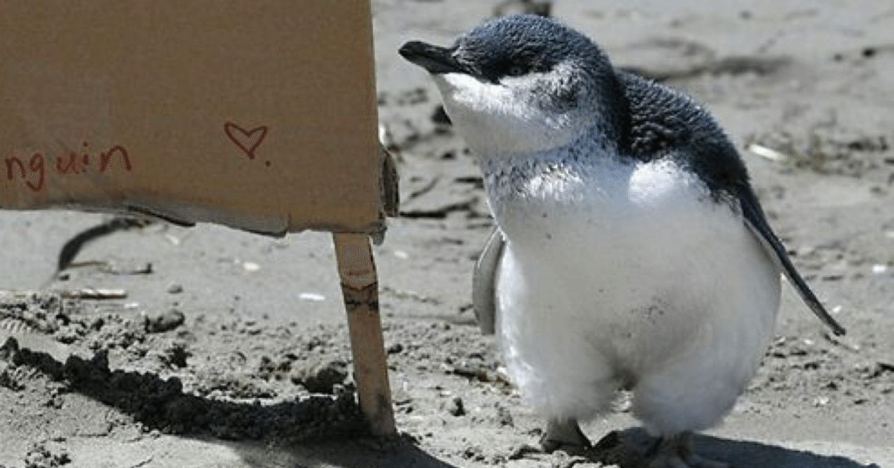 動物の赤ちゃん ブルーペンギン ヤギ 鹿 犬 ミーアキャット ノリノリ Note 動物の赤ちゃん ブルーペンギン ヤギ 鹿 犬 ミーアキャット ノリノリ Note