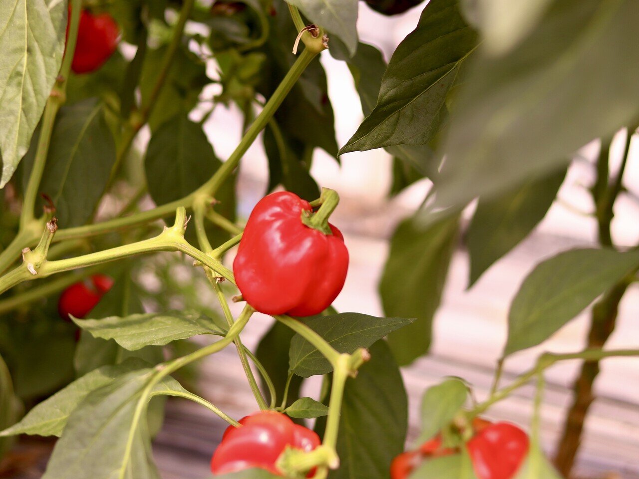 大手コンビニも注目する郷土料理かぐら南蛮味噌。『巻機工房』の代表が