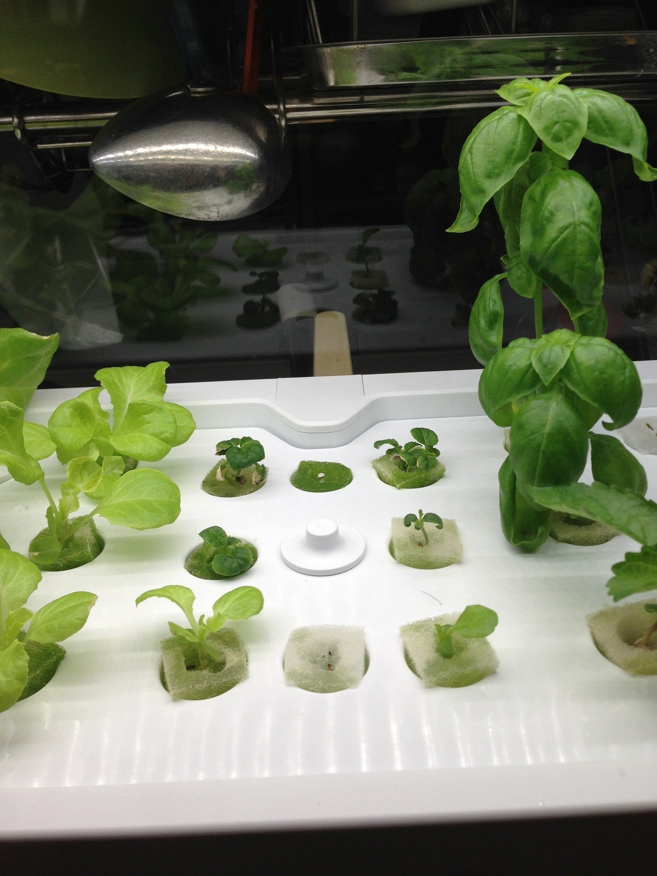 家庭菜園室内14 07 23 バジルを摘芯して穂先を植え付け バジルが倍になってお得 Dss Note