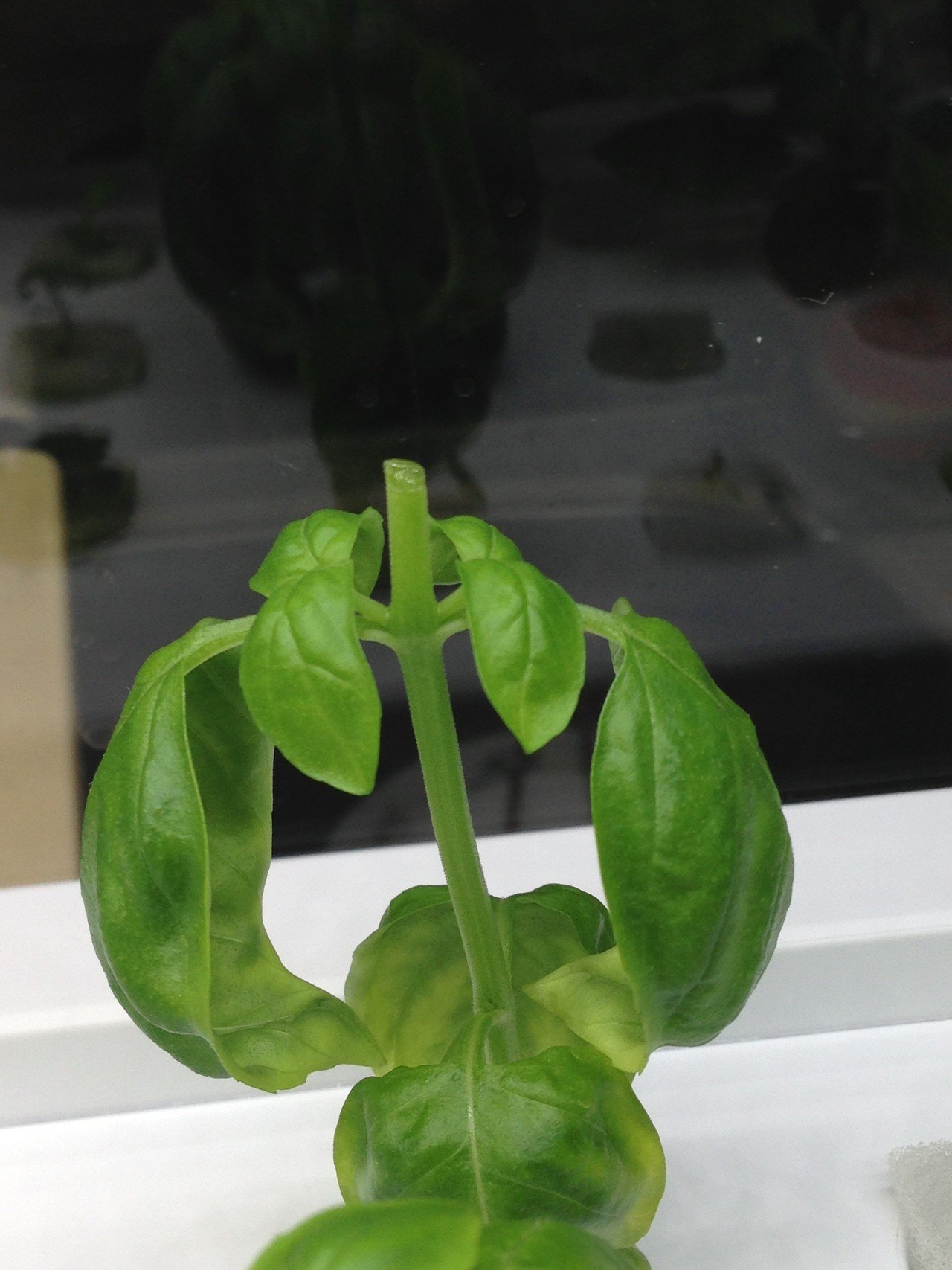 家庭菜園室内14 07 23 バジルを摘芯して穂先を植え付け バジルが倍になってお得 Dss Note 家庭菜園室内14 07 23 バジルを摘芯して穂先を植え付け バジルが倍になってお得 Dss Note
