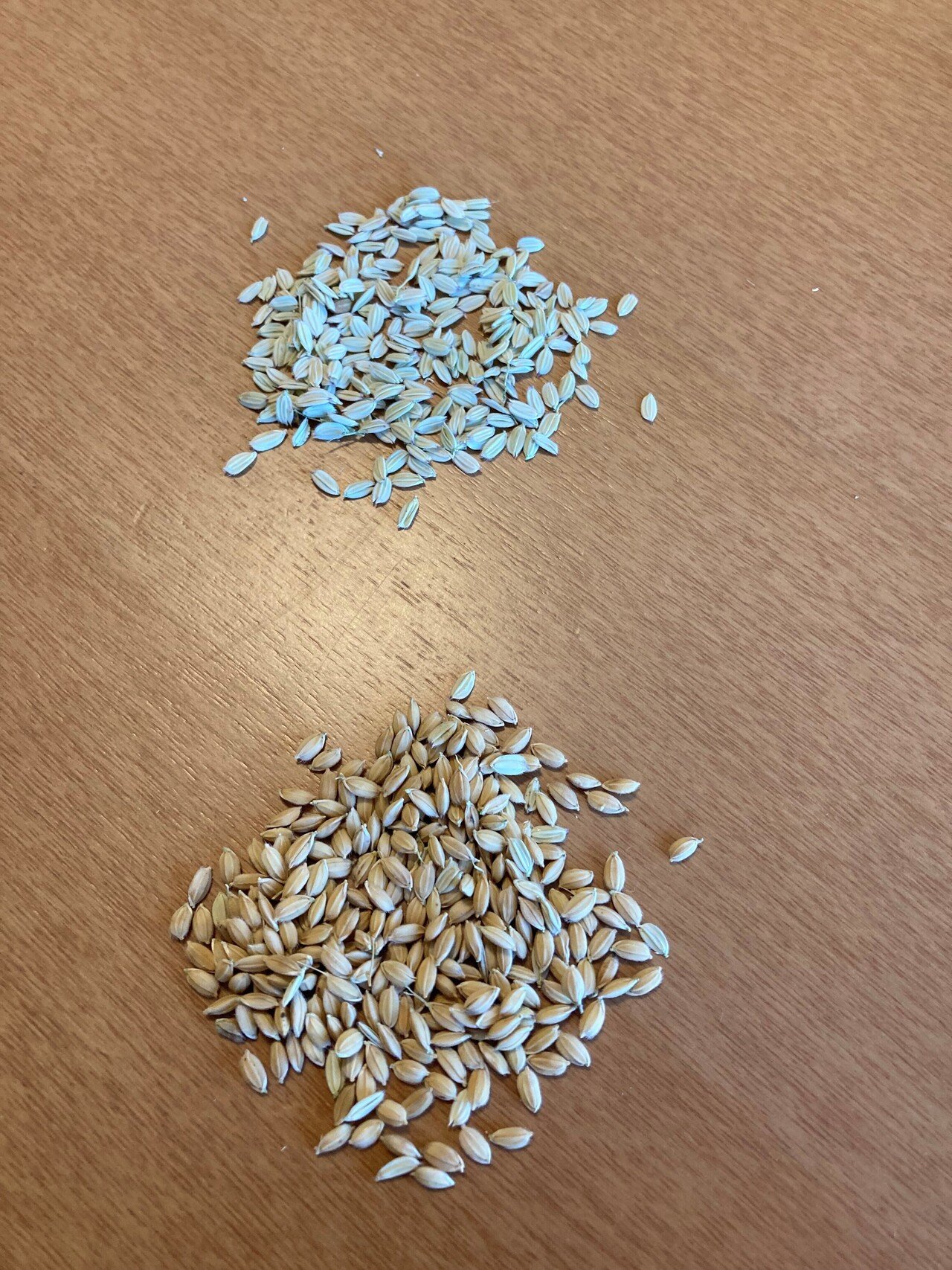 ベランダ稲作 経過週間 最終回 黒坂宗久 黒坂図書館 館長 Note ベランダ稲作 経過週間 最終回 黒坂宗久 黒坂図書館 館長 Note