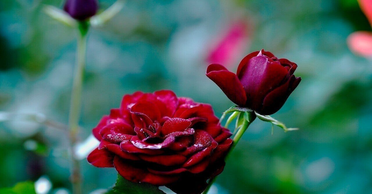 シャーロック・ホームズ10の怪事件、呪われた館、死者からの手紙 3作セット シャーロックホームズ10の怪事件・呪われた館・死者からの手紙