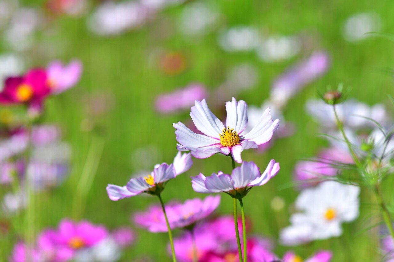 法起寺のコスモス 21 09 No1 Naratabi Note 法起寺のコスモス 21 09 No1 Naratabi Note