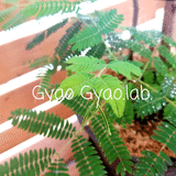 Gyao Gyao.lab.