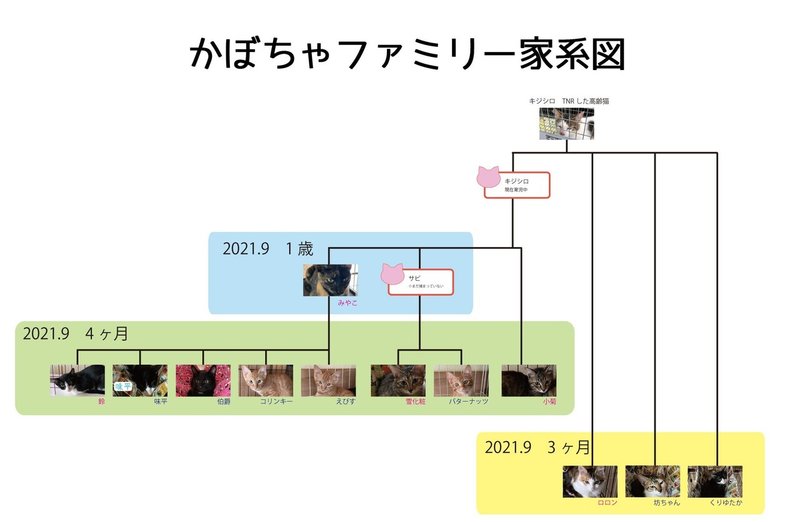 かぼちゃファミリー家系図2