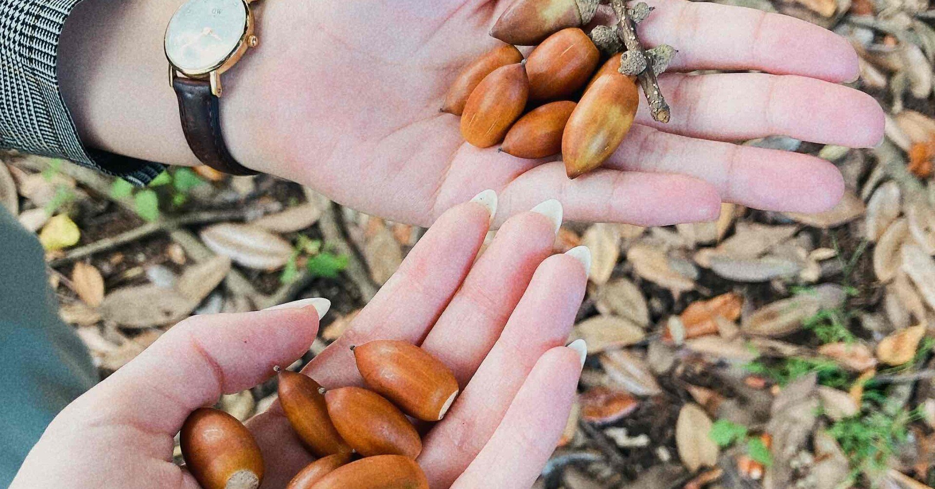 娯楽の選択肢/どんぐりさがし/本を読んでいない時間に対する罪悪感