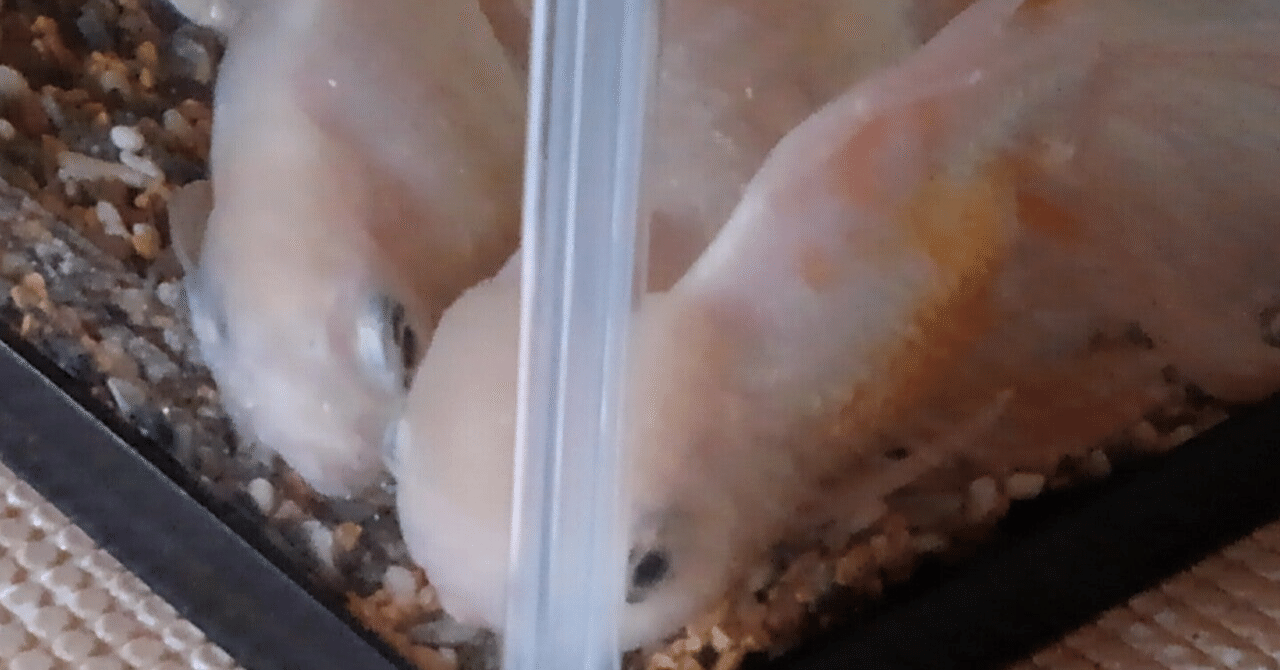 金魚の老衰 の新着タグ記事一覧 Note つくる つながる とどける 金魚の老衰 の新着タグ記事一覧 Note つくる つながる とどける