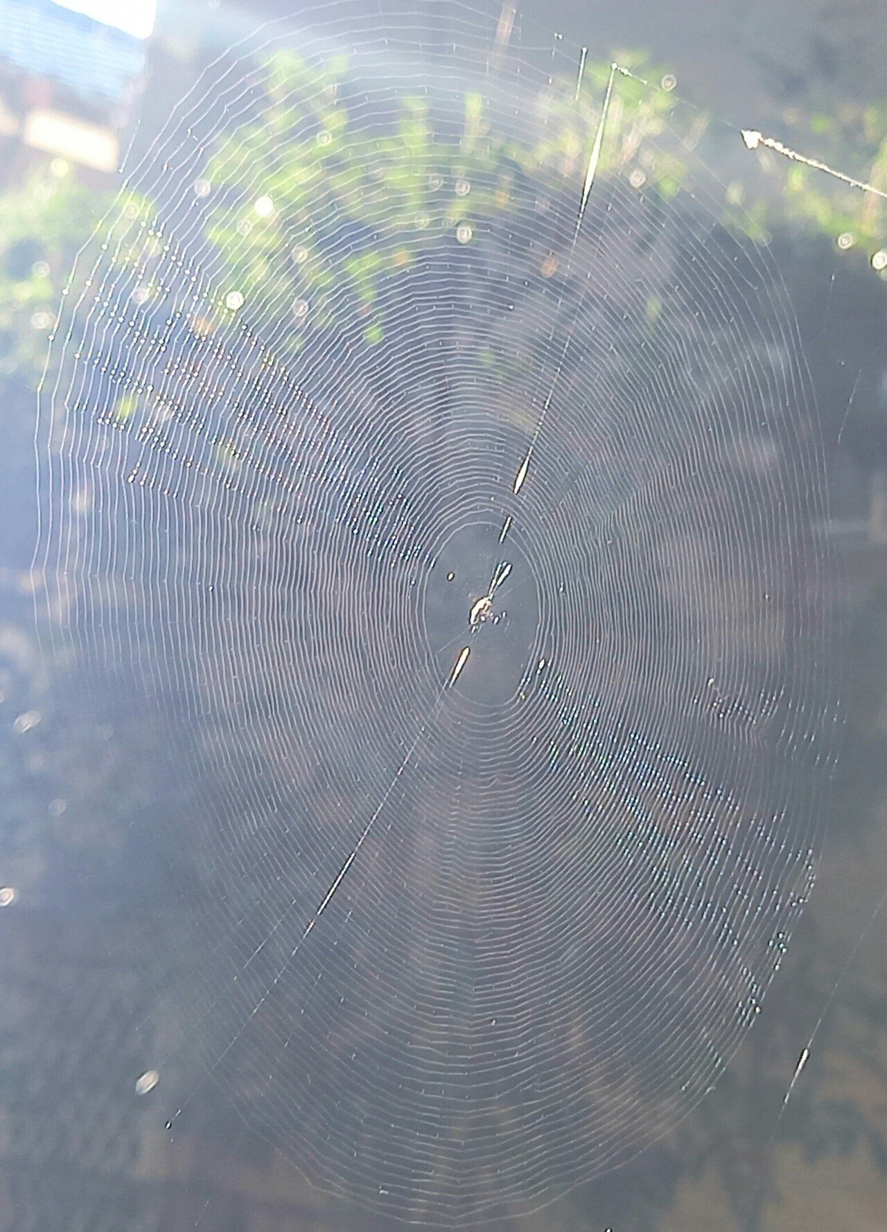 芸術の秋 蜘蛛の芸術 柘榴 Note