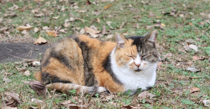 ねこじゃらしを食べると言うことについて考える そや ペア読書の生みの親 Note