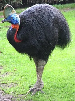 徹底解説】世界一危険な鳥「ヒクイドリ」。実は人類初の飼育鳥だった