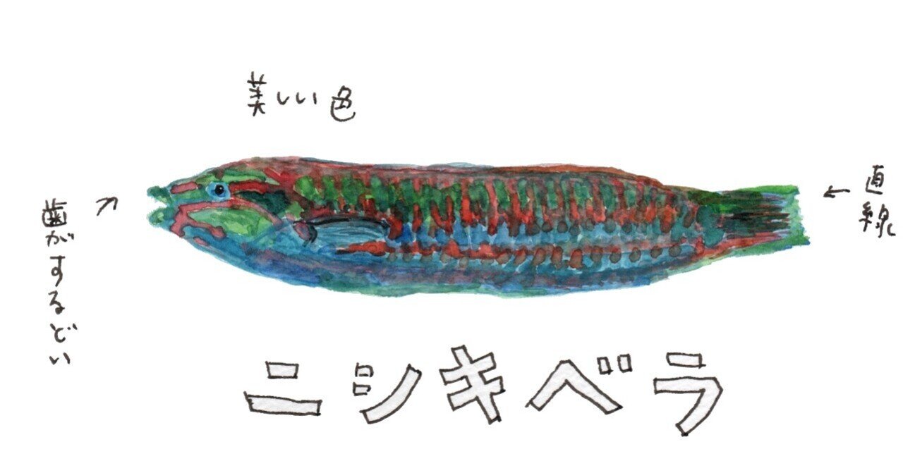 三浦半島釣り魚図鑑 ２ ニシキベラ さんぽ絵ずし Note