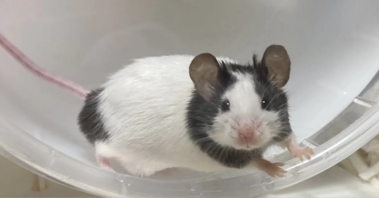 パンダマウスという生き物｜くつした