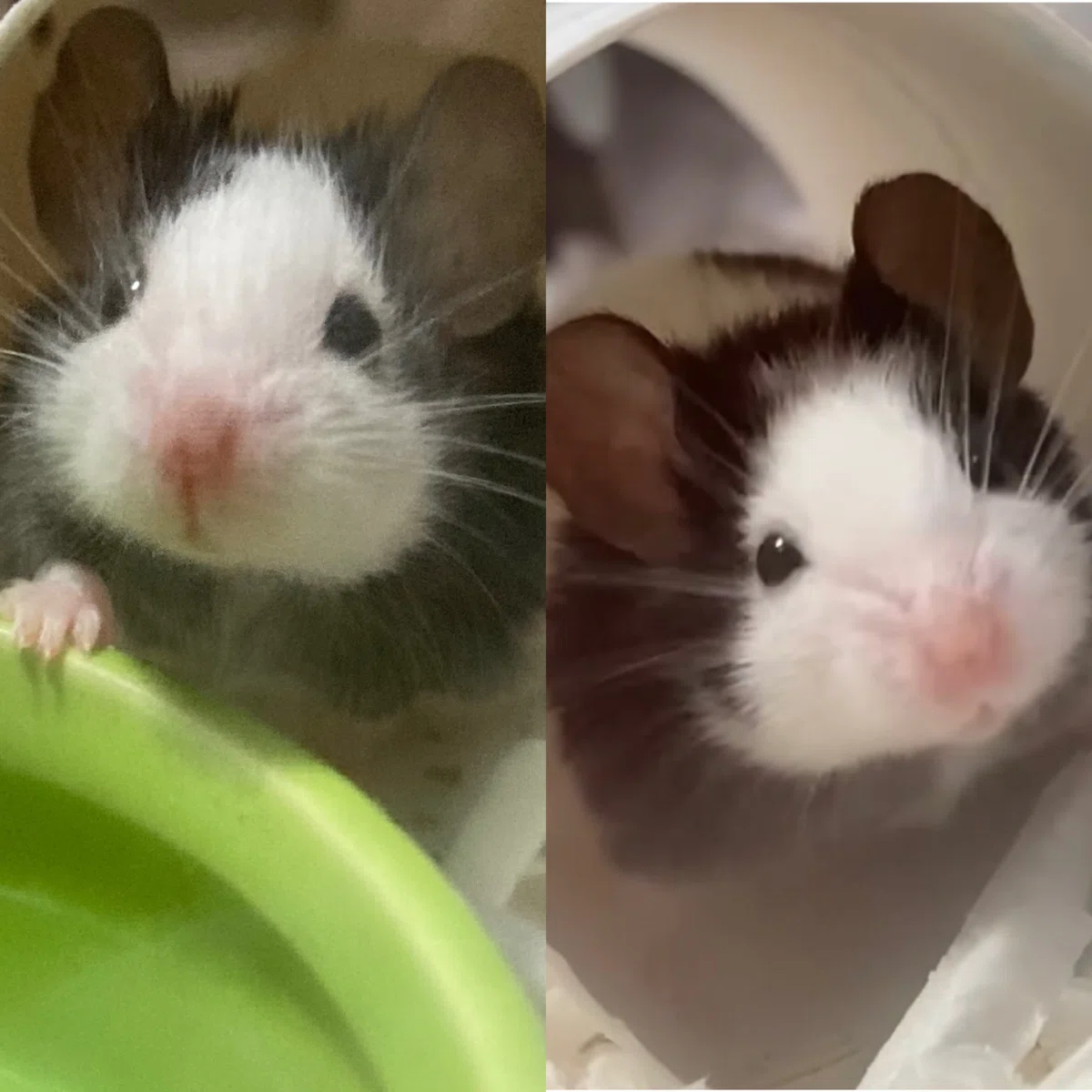 パンダマウスという生き物｜くつした