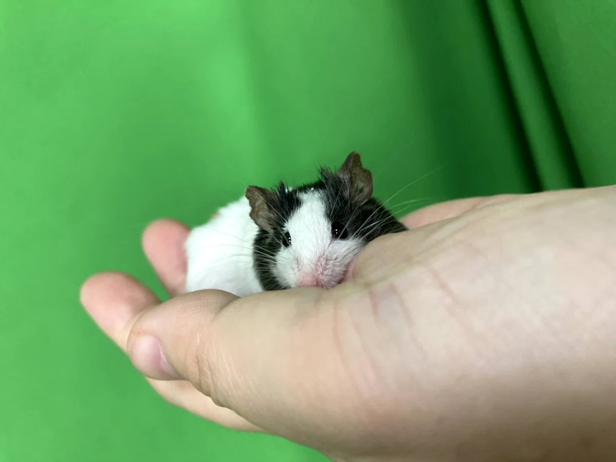 パンダマウスという生き物｜くつした