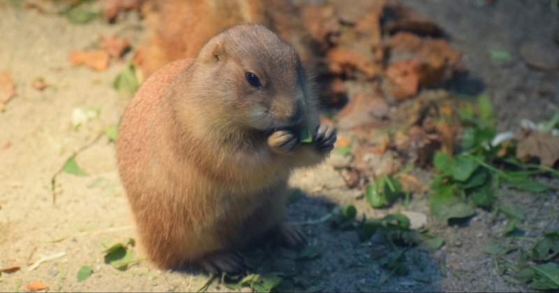 癒される動物 の新着タグ記事一覧 Note つくる つながる とどける