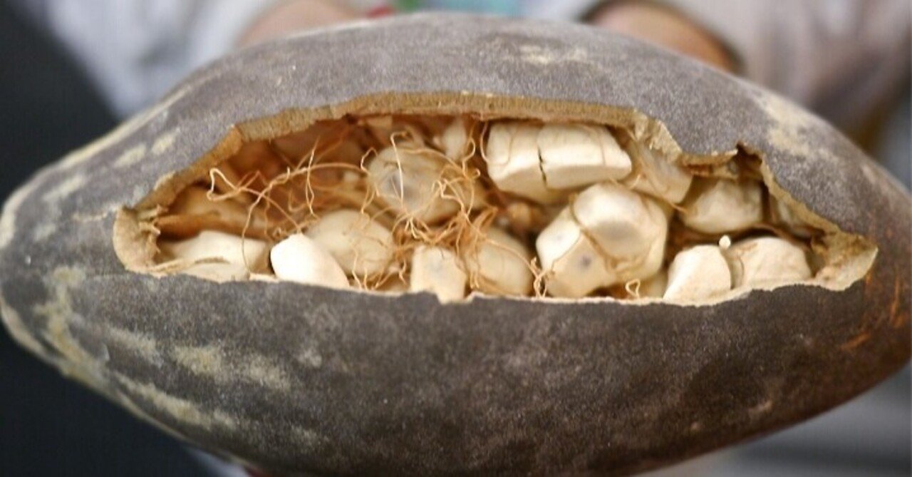 バオバブの実を根性で割った話 Shiomin Note バオバブの実を根性で割った話 Shiomin Note