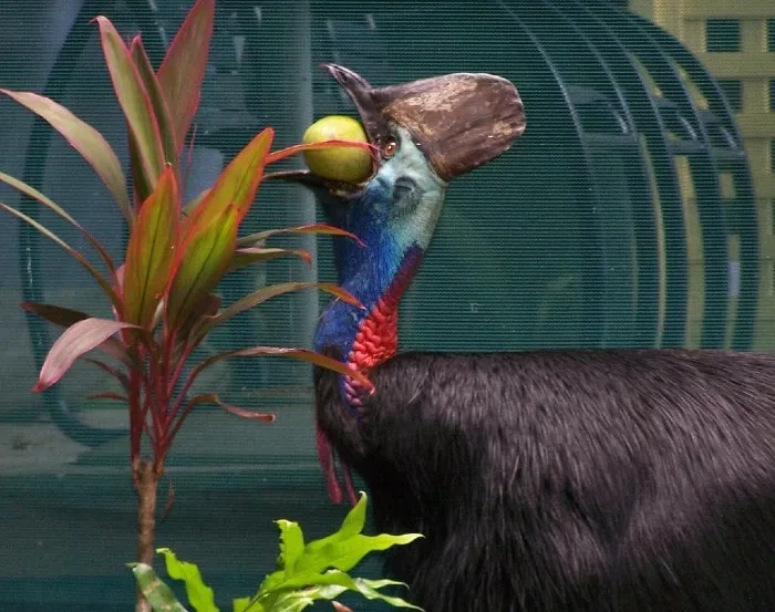 徹底解説】世界一危険な鳥「ヒクイドリ」。実は人類初の飼育鳥だった