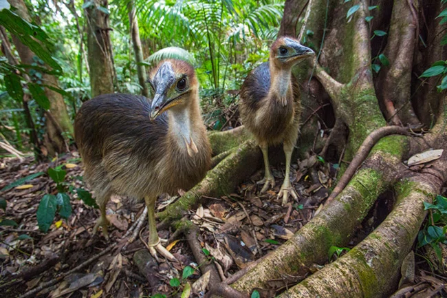 徹底解説】世界一危険な鳥「ヒクイドリ」。実は人類初の飼育鳥だった