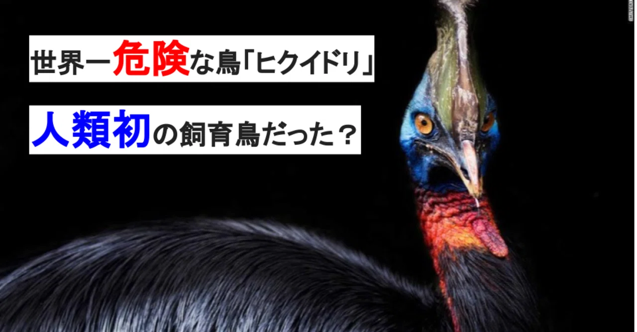 徹底解説】世界一危険な鳥「ヒクイドリ」。実は人類初の飼育鳥だった