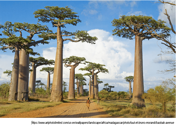 バオバブの実を根性で割った話 Shiomin Note