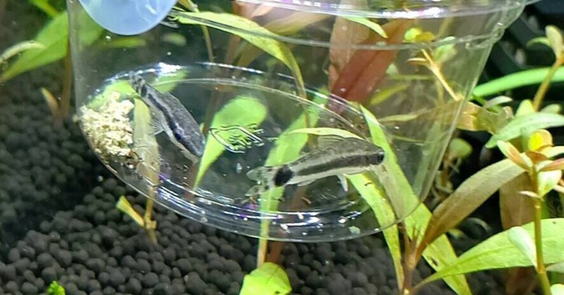 水草生活 オトシンクルス かな Note 水草生活 オトシンクルス かな Note