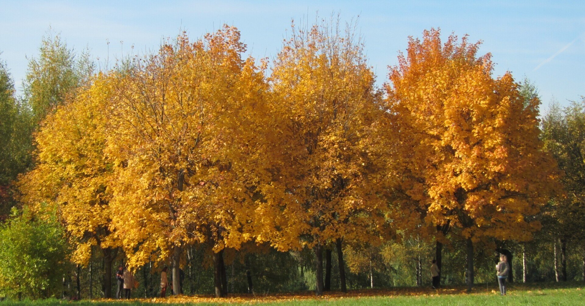 紅葉に彩ろられた田舎家 紅葉に彩ろられた田舎家 紅葉に彩ろられた田舎家 A once prosperous