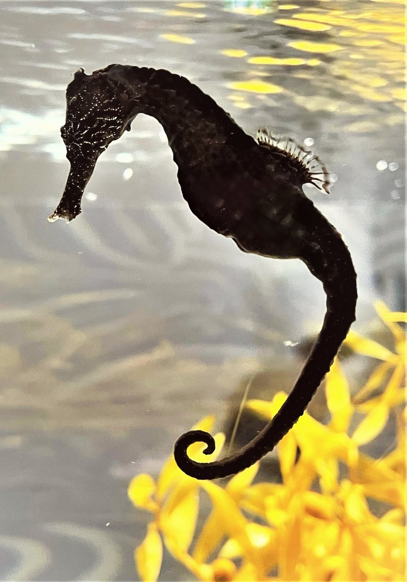 タツノオトシゴ の新着タグ記事一覧 Note つくる つながる とどける