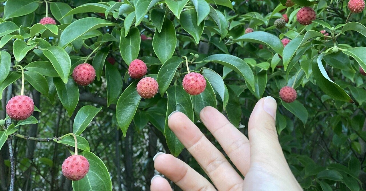 樹になる気になる実のなる樹ーヤマボウシの実を食べてみた Haco ガーデンプランナー 庭のある暮らし植物のある暮らし Note