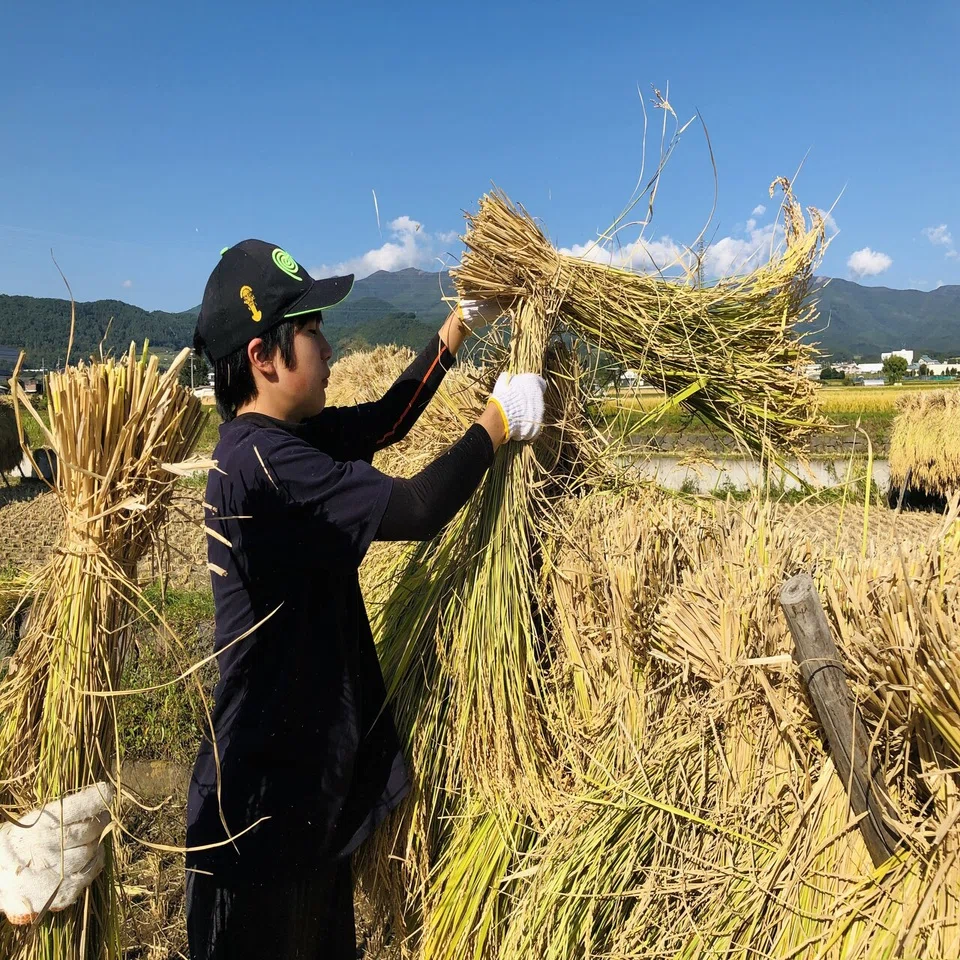 稲刈り体験をしてみました 長野県東御市 公式