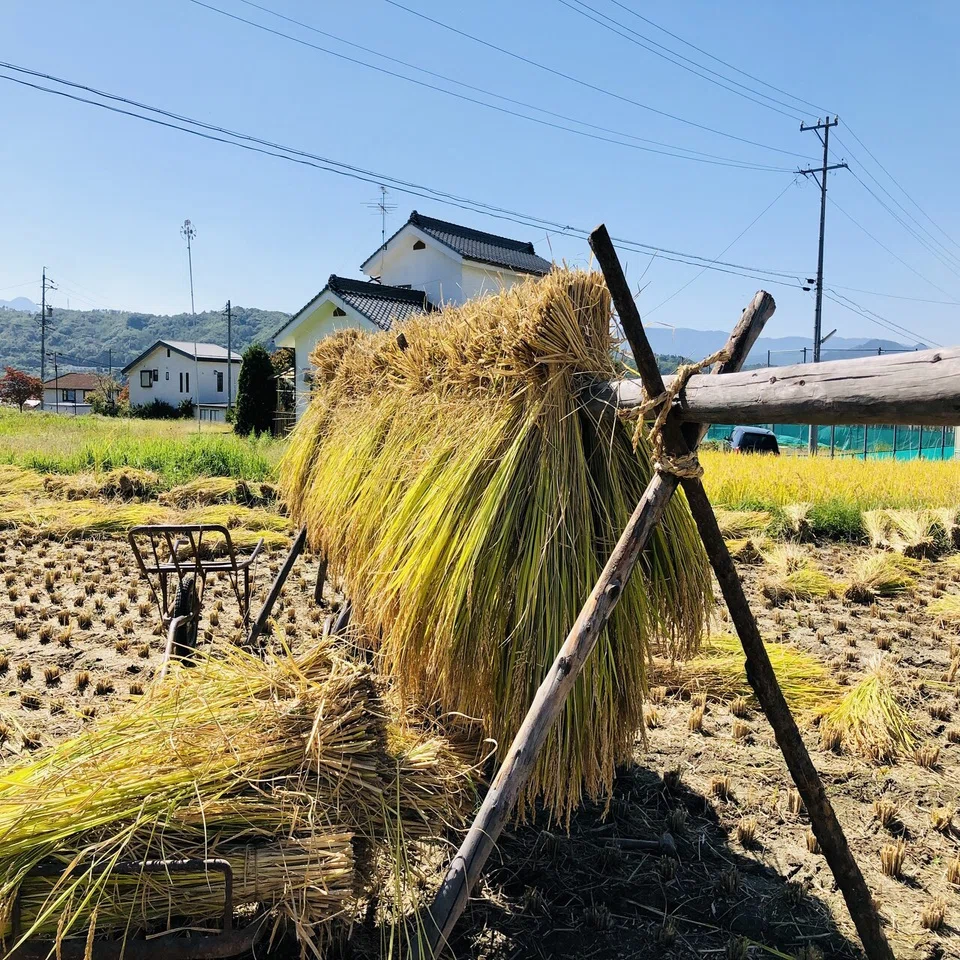 稲刈り体験をしてみました 長野県東御市 公式